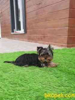 YORKSHIRE TERRIER YAVRULARIMIZ GULEN SURATLAR 2