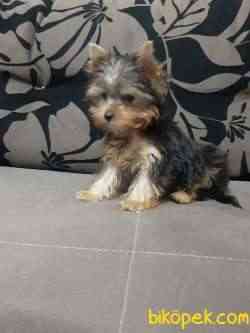 YORKSHIRE TERRIER YAVRULARIMIZ GULEN SURATLAR 4