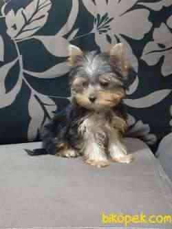 YORKSHIRE TERRIER YAVRULARIMIZ GULEN SURATLAR 3