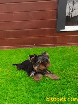 YORKSHIRE TERRIER YAVRULARIMIZ GULEN SURATLAR 4