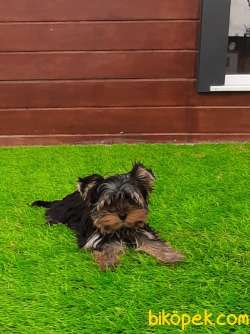 YORKSHIRE TERRIER YAVRULARIMIZ GULEN SURATLAR 3