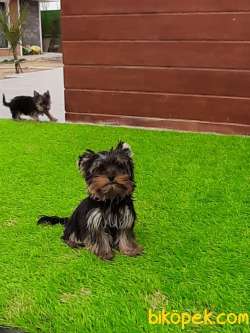 YORKSHIRE TERRIER YAVRULARIMIZ GULEN SURATLAR 3