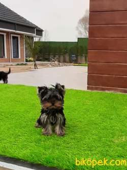 YORKSHIRE TERRIER YAVRULARIMIZ GULEN SURATLAR 4