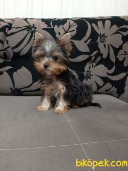 YORKSHIRE TERRIER YAVRULARIMIZ GULEN SURATLAR 2