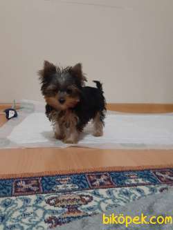 YORKSHIRE TERRIER YAVRULARIMIZ GULEN SURATLAR 4