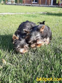 YORKSHIRE TERRIER YAVRULARIMIZ GULEN SURATLAR 2