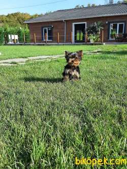 YORKSHIRE TERRIER YAVRULARIMIZ GULEN SURATLAR 1