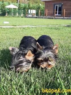 YORKSHIRE TERRIER YAVRULARIMIZ GULEN SURATLAR 5