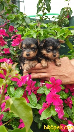 Yorkshire Terrier Yavrularm 4