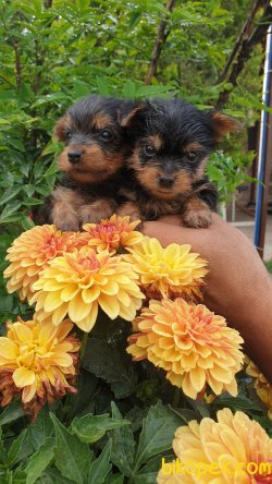 Yorkshire Terrier Yavrularm 1