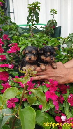Yorkshire Terrier Yavrularm 3