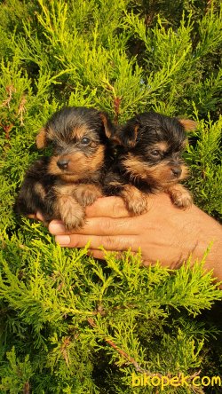 Yorkshire Terrier Yavrularm 5