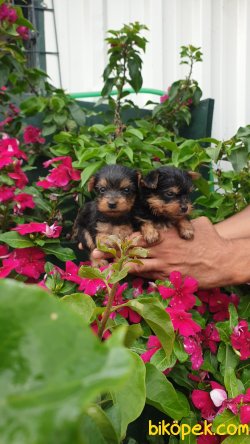 Yorkshire Terrier Yavrularm 2