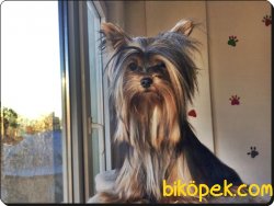 Yorkshire Terrier Yavrusu 3