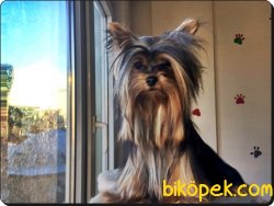 Yorkshire Terrier Yavrusu 4