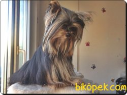 Yorkshire Terrier Yavrusu 1