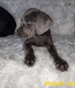 YÜKSEK KALİTE BLUE VE SİYAH CANE CORSO 2