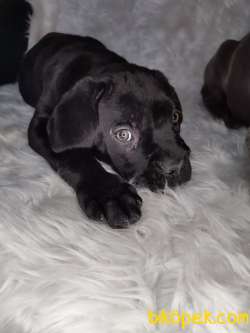 YÜKSEK KALİTE BLUE VE SİYAH CANE CORSO 3