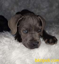 YÜKSEK KALİTE BLUE VE SİYAH CANE CORSO 5