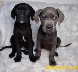 YÜKSEK KALİTE BLUE VE SİYAH CANE CORSO 1