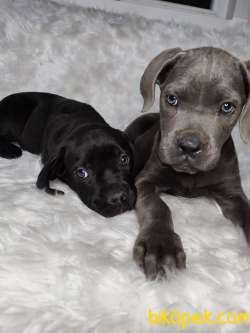 YÜKSEK KALİTE BLUE VE SİYAH CANE CORSO 4
