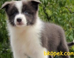 YUKSEK KALITE BORDER COLLİE YAVRULARI 3