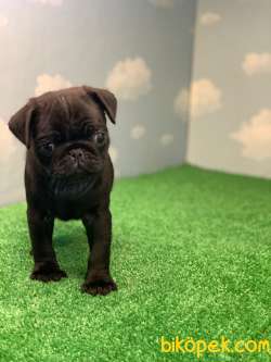 YÜKSEK KALİTE SİYAH PUG MOPS GÜL KUYRUK 4