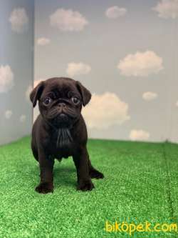 YÜKSEK KALİTE SİYAH PUG MOPS GÜL KUYRUK