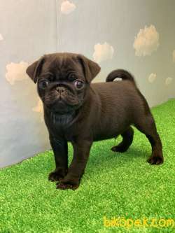 YÜKSEK KALİTE SİYAH PUG MOPS GÜL KUYRUK 5