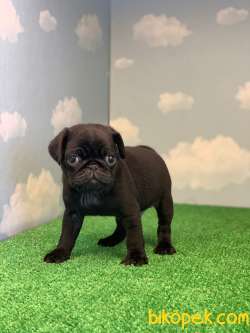 YÜKSEK KALİTE SİYAH PUG MOPS GÜL KUYRUK 3