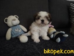 Yüksek Kalitede SHİH TZU Bebeklerimiz 2