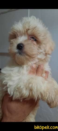 Yumoş Yumoş Maltipoo Yavrumuz 4