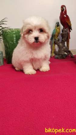 Yumoş Yumoş Maltipoo Yavrumuz 2