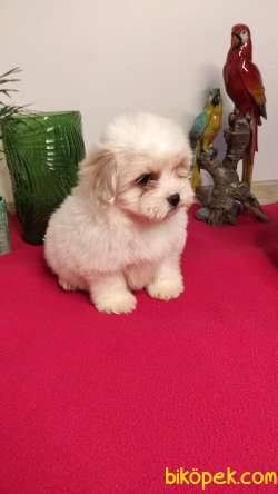 Yumoş Yumoş Maltipoo Yavrumuz 3