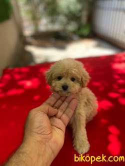 Yurtdışı Girişli, Birbirinden Güzel Maltipoo Yavrular 4