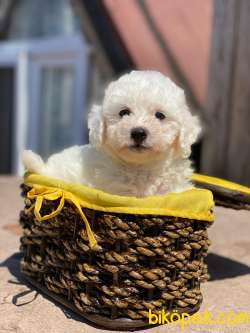 Yurtdışı Orjinal Maltese Bebekler 2