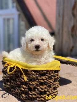Yurtdışı Orjinal Maltese Bebekler 3