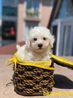 Yurtdışı Orjinal Maltese Bebekler 1