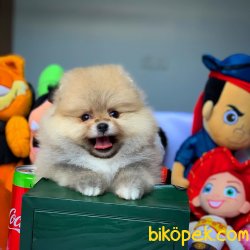 Yurtdışı Üretim Belgeli Pomeranian Boo Yavrularımız 1