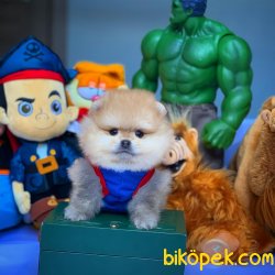Yurtdışı Üretim Belgeli Pomeranian Boo Yavrularımız 2
