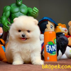Yurtdışı Üretim Belgeli Safkan Pomeranian Boo Yavrularımız 4