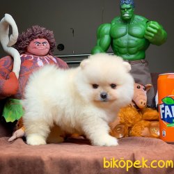 Yurtdışı Üretim Belgeli Safkan Pomeranian Boo Yavrularımız 1