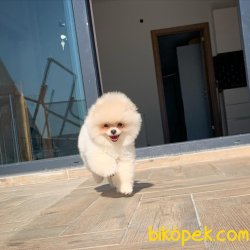 Yurtdışı Üretim Belgeli Teacup Pomeranian Yavrularımız 3