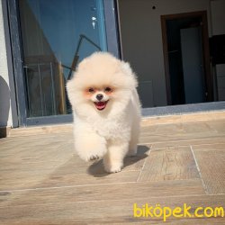Yurtdışı Üretim Belgeli Teacup Pomeranian Yavrularımız 5