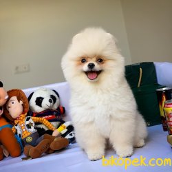 Yurtdışı Üretim Belgeli Teacup Pomeranian Yavrularımız 4