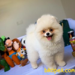 Yurtdışı Üretim Belgeli Teacup Pomeranian Yavrularımız 2