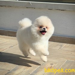 Yurtdışı Üretim Belgeli Teacup Pomeranian Yavrularımız 1
