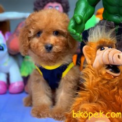 Toy Poodle Yavrumuz 5