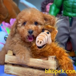 Toy Poodle Yavrumuz 3