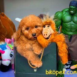 Toy Poodle Yavrumuz 1